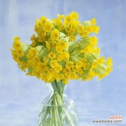 花语探索及其意义解读 尊敬的花