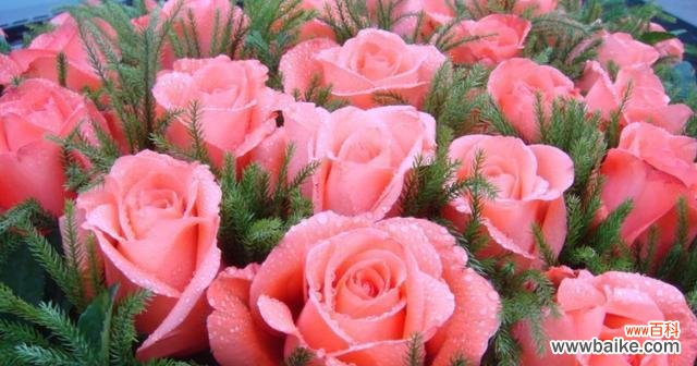 花语探索及其意义解读 尊敬的花