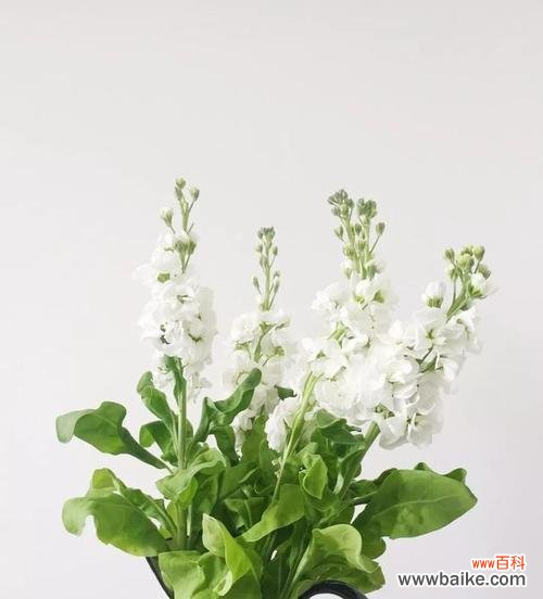 以自信的花为主题 自信的花