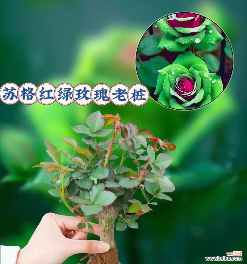 黑绿色玫瑰花代表什么寓意？