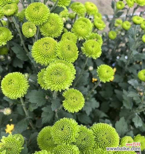 黑绿色玫瑰花代表什么寓意？