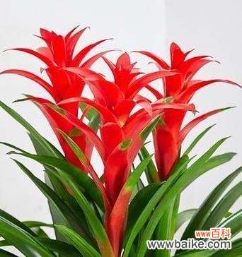 哪些花寓意家庭美满？