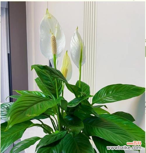 哪些花寓意家庭美满？