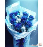 蓝色妖姬花代表什么含义？蓝色妖姬花语有哪些？