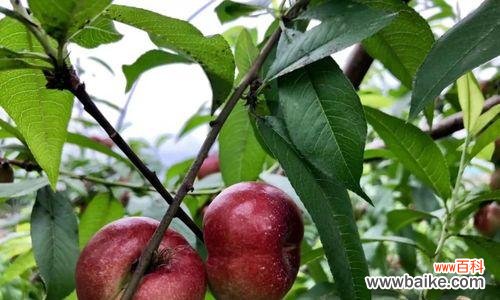 红梅手捧花桃子象征什么？