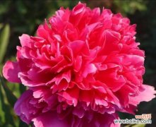 哪种花寓意隐晦的爱情？