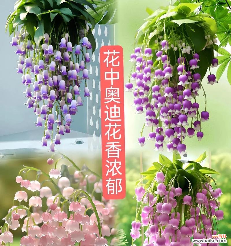 什么花象征小朋友健康平安？小朋友的花语是什么？