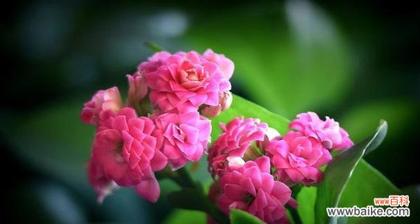 什么花象征小朋友健康平安？小朋友的花语是什么？