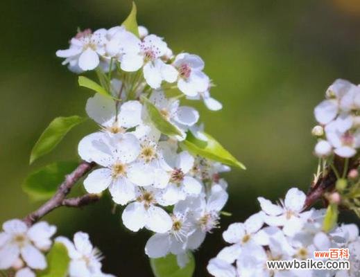 春天哪些花象征爱情?春季寓意爱情的花卉有哪些?