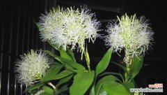 未开放的花朵为何象征吉祥？它们的寓意是什么？