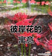 青色彼岸花代表什么意义？