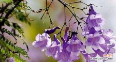 探秘蓝花楹传递的花语与祝福 蓝花楹花语与美好祝愿