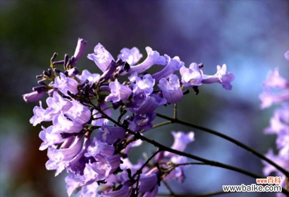 探秘蓝花楹传递的花语与祝福 蓝花楹花语与美好祝愿