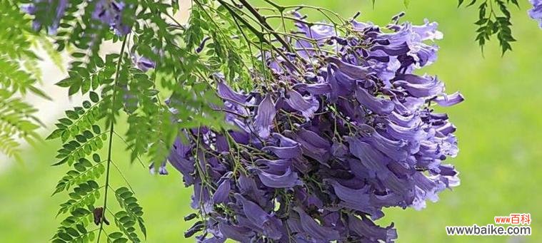 探秘蓝花楹传递的花语与祝福 蓝花楹花语与美好祝愿