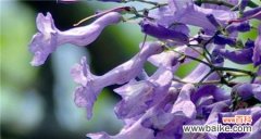 探寻蓝花楹花朵的意义与象征 蓝花楹的花语与意义