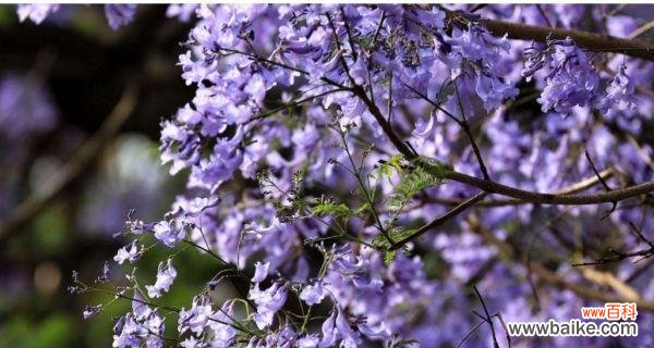 探寻蓝花楹花朵的意义与象征 蓝花楹的花语与意义