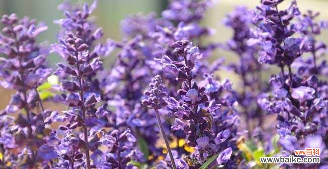 探索蓝花鼠尾草的神秘花语 蓝花鼠尾草的花语与寓意