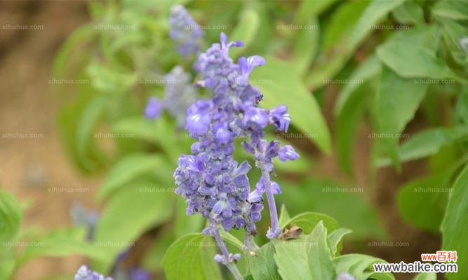 探索蓝花鼠尾草的神秘花语 蓝花鼠尾草的花语与寓意