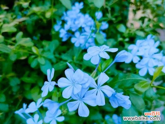 探寻蓝花丹的花语和象征意义 蓝花丹的花语与寓意