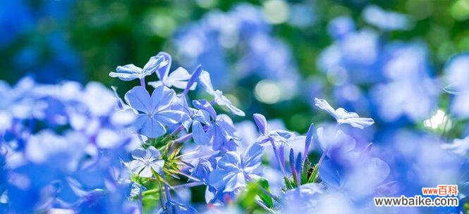 探寻蓝花丹的花语和象征意义 蓝花丹的花语与寓意