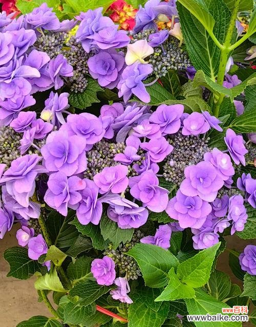 探寻蓝花丹的花语和象征意义 蓝花丹的花语与寓意