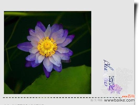 探索蓝莲花的象征意义与文化价值 蓝莲花