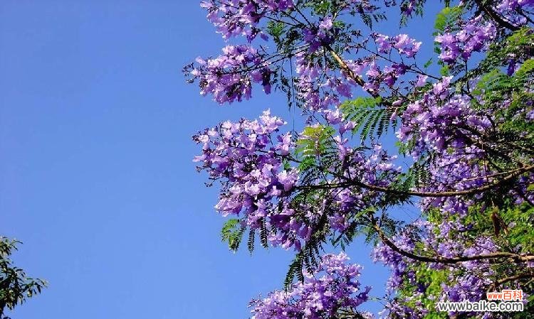 一朵蓝花楹的崛起与成长 蓝花楹