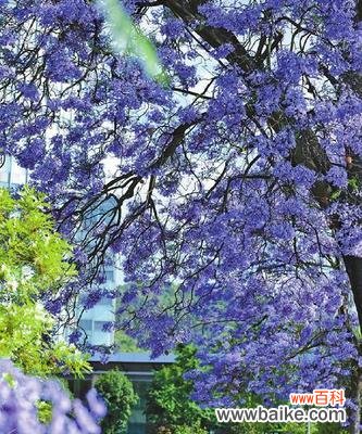 一朵蓝花楹的崛起与成长 蓝花楹