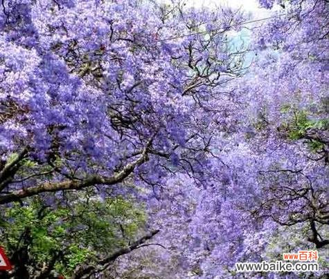 探究蓝花楹的象征意义及传承文化 蓝花楹的花语寓意是什么