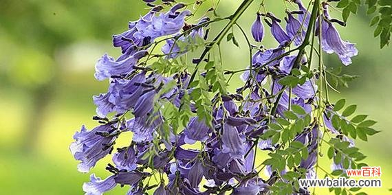 探究蓝花楹的象征意义及传承文化 蓝花楹的花语寓意是什么