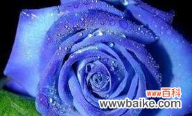 解读蓝玫瑰的意义 以蓝玫瑰代表的含义——寻找希望与神秘的象征