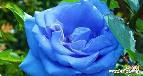 解读蓝玫瑰的意义 以蓝玫瑰代表的含义——寻找希望与神秘的象征
