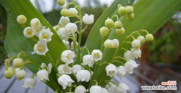 探索蓝铃花的花语与象征意义 蓝铃花的花语及寓意