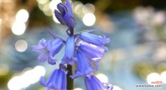 探索蓝铃花的花语与象征意义 蓝铃花的花语及寓意