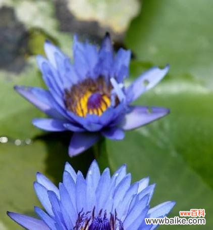 探寻蓝莲花的文化内涵和情感表达 蓝莲花的象征意义与寓意