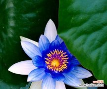 探寻蓝莲花的文化内涵和情感表达 蓝莲花的象征意义与寓意