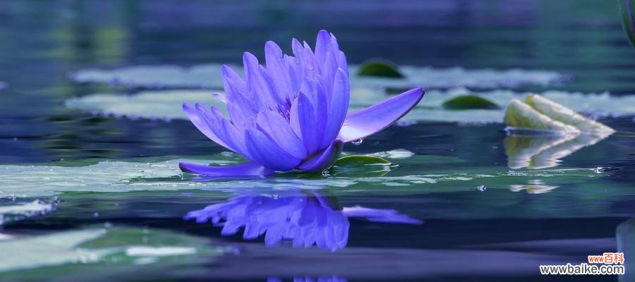 探寻蓝莲花的文化内涵和情感表达 蓝莲花的象征意义与寓意