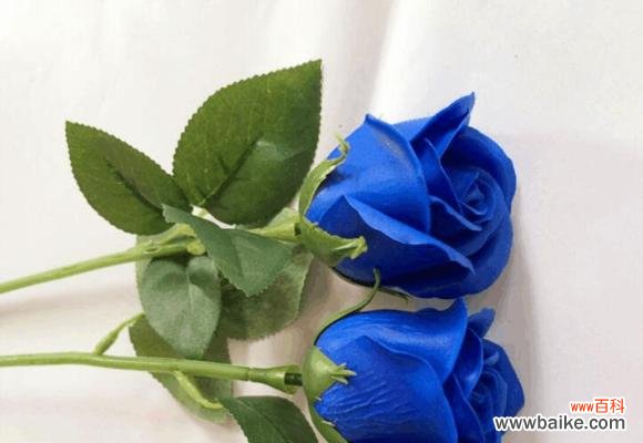 探索深蓝玫瑰的神秘之美 深蓝玫瑰的象征与意义