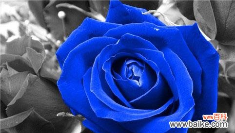 探寻蓝玫瑰的象征意义及美丽之源 以蓝玫瑰的含义是什么