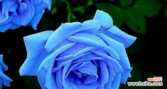 探寻蓝玫瑰的象征意义及美丽之源 以蓝玫瑰的含义是什么