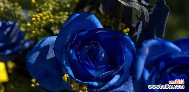 以一朵蓝玫瑰探寻心灵的深处 蓝玫瑰的象征意义与美丽魅力
