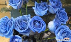 以一朵蓝玫瑰探寻心灵的深处 蓝玫瑰的象征意义与美丽魅力
