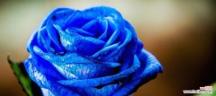 探寻蓝玫瑰的花语之美 蓝玫瑰的花语