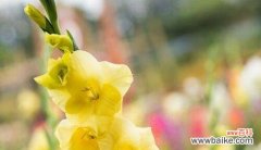 用花语表达对老师的敬意 尊敬老师的花花语