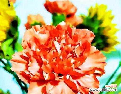 探索尊重的花语 花语告诉你如何以表示尊重的花