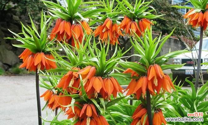 尊敬崇高的花语及其背后的含义 以花语传递尊敬崇高的情感