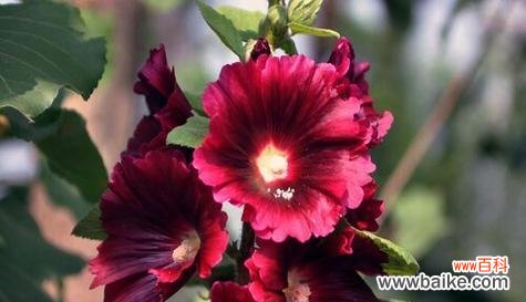 尊敬崇高的花语及其背后的含义 以花语传递尊敬崇高的情感