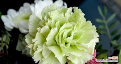 献上花朵的美好祝福 花语传递尊敬与感恩——以表示尊敬老人的花为主题