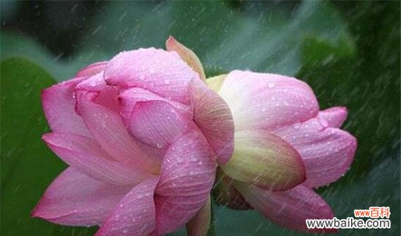 探寻并蒂莲的象征 并蒂莲之意义