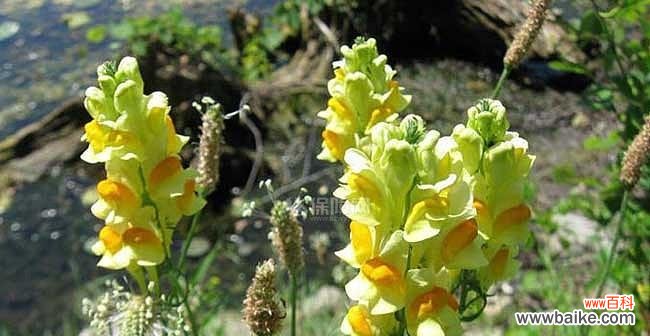 绽放生机 以波路开花——花开寓意与花语的探究